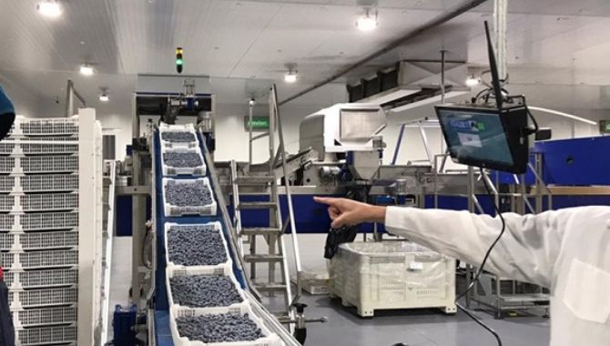 Blueberries Packing Machine Features