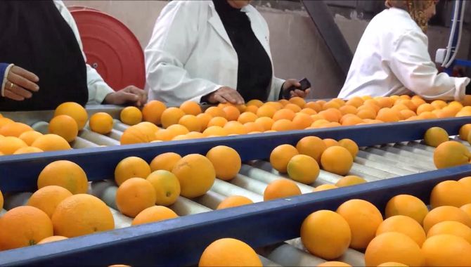Features of Our Orange Packing Machine
