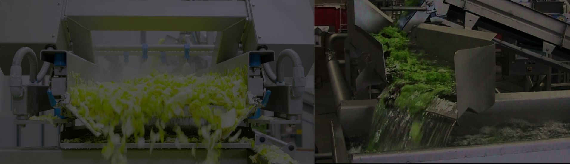 One Stop Salad Packaging Machine Solution for Your Business