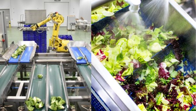 What is Salad Packaging Machine