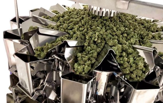 Different types of Cannabis Packaging and filling Machine
